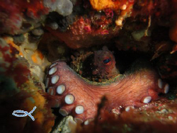Curious Octopus by Mário Monteiro 